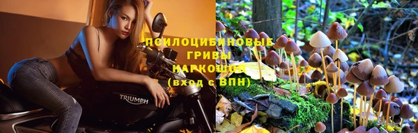a pvp Магас